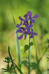 Garten-Silberblatt (Lunaria annua) Premiere 2011