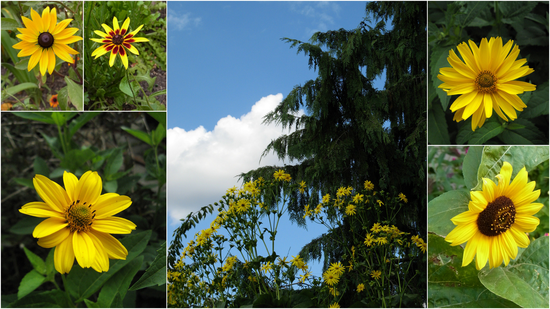 "Garten- Sonnen" für Euch