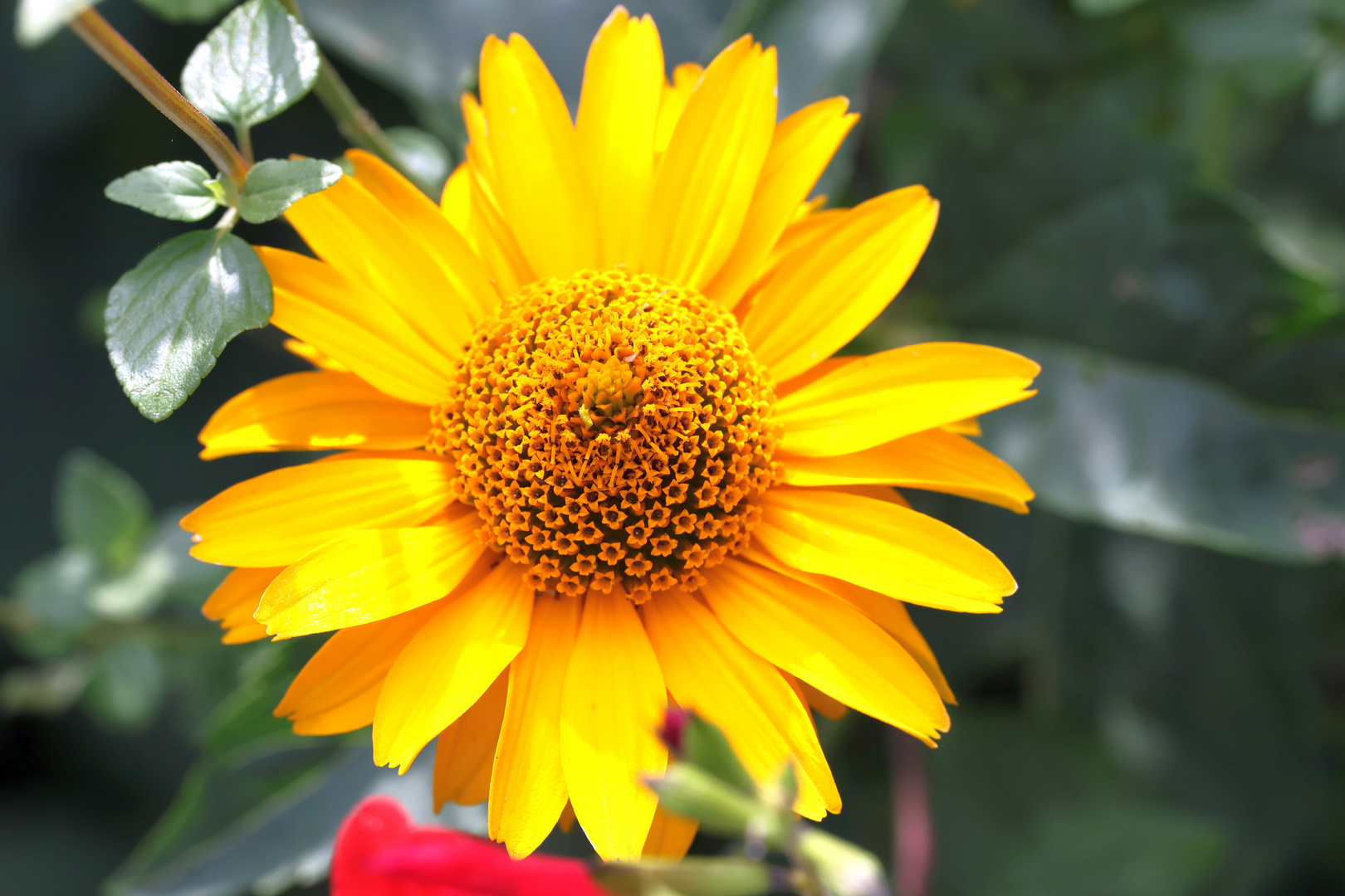 GartenSonnenauge Foto & Bild projekte, 3 mittwochsblümchen