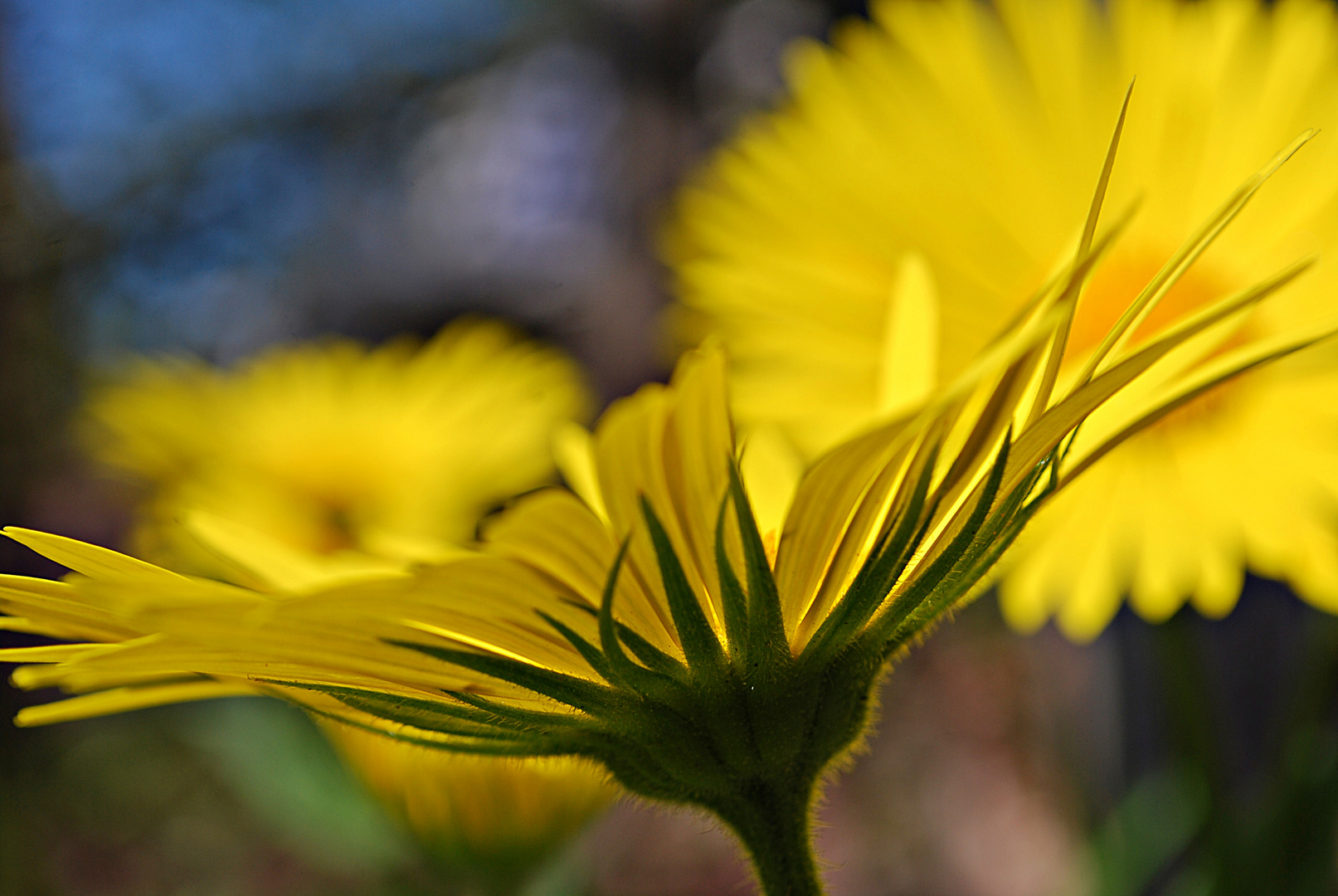 Garten-Sonnenauge...