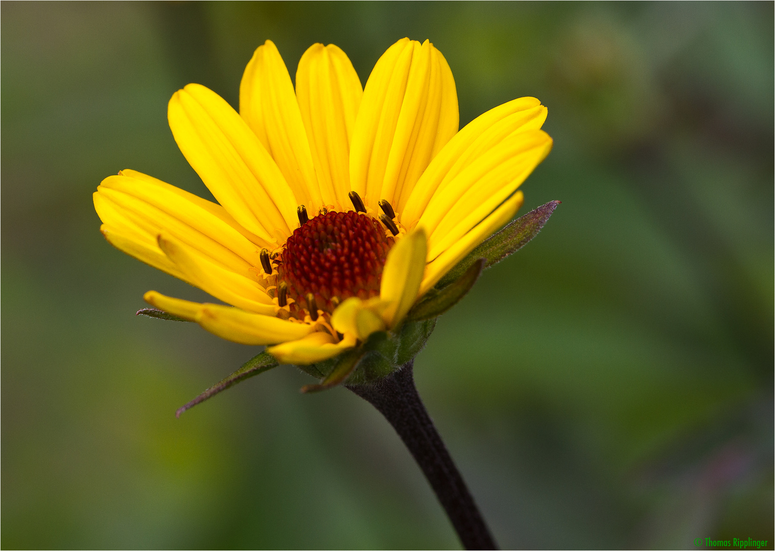 GartenSonnenauge (Heliopsis helianthoides).. Foto &amp; Bild
