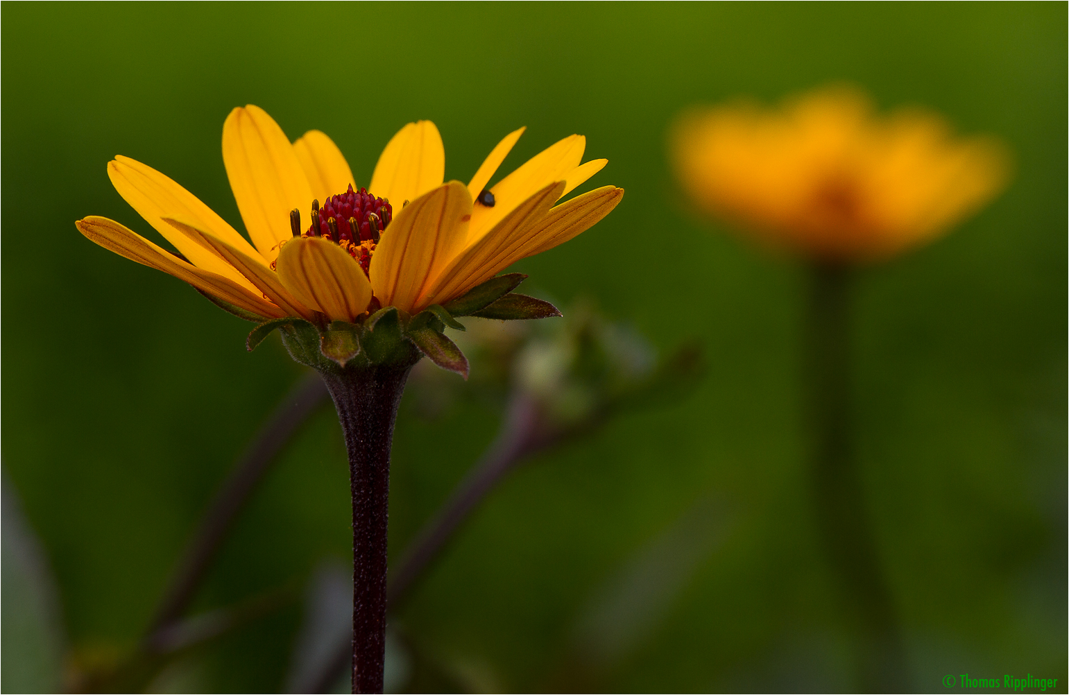 GartenSonnenauge (Heliopsis helianthoides) Foto &amp; Bild