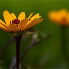 Garten-Sonnenauge (Heliopsis helianthoides)