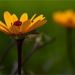 Garten-Sonnenauge (Heliopsis helianthoides)