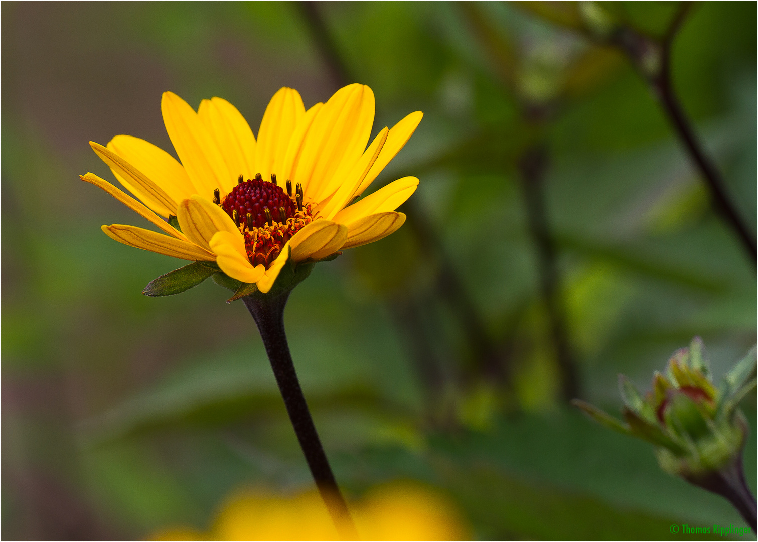 GartenSonnenauge (Heliopsis helianthoides). Foto &amp; Bild