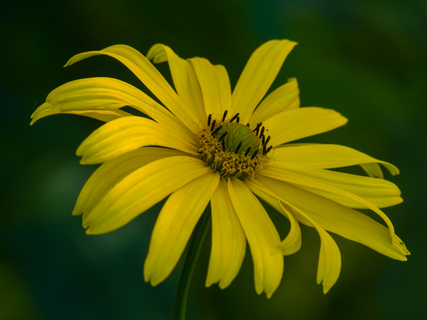 Garten Sonnenhut Foto & Bild pflanzen, pilze & flechten, blüten