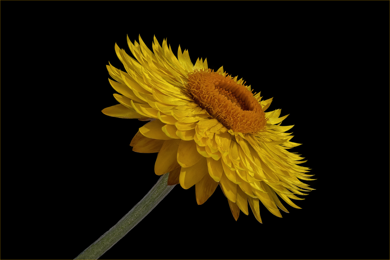 GartenStrohblume Foto &amp; Bild nikon, makro, natur Bilder