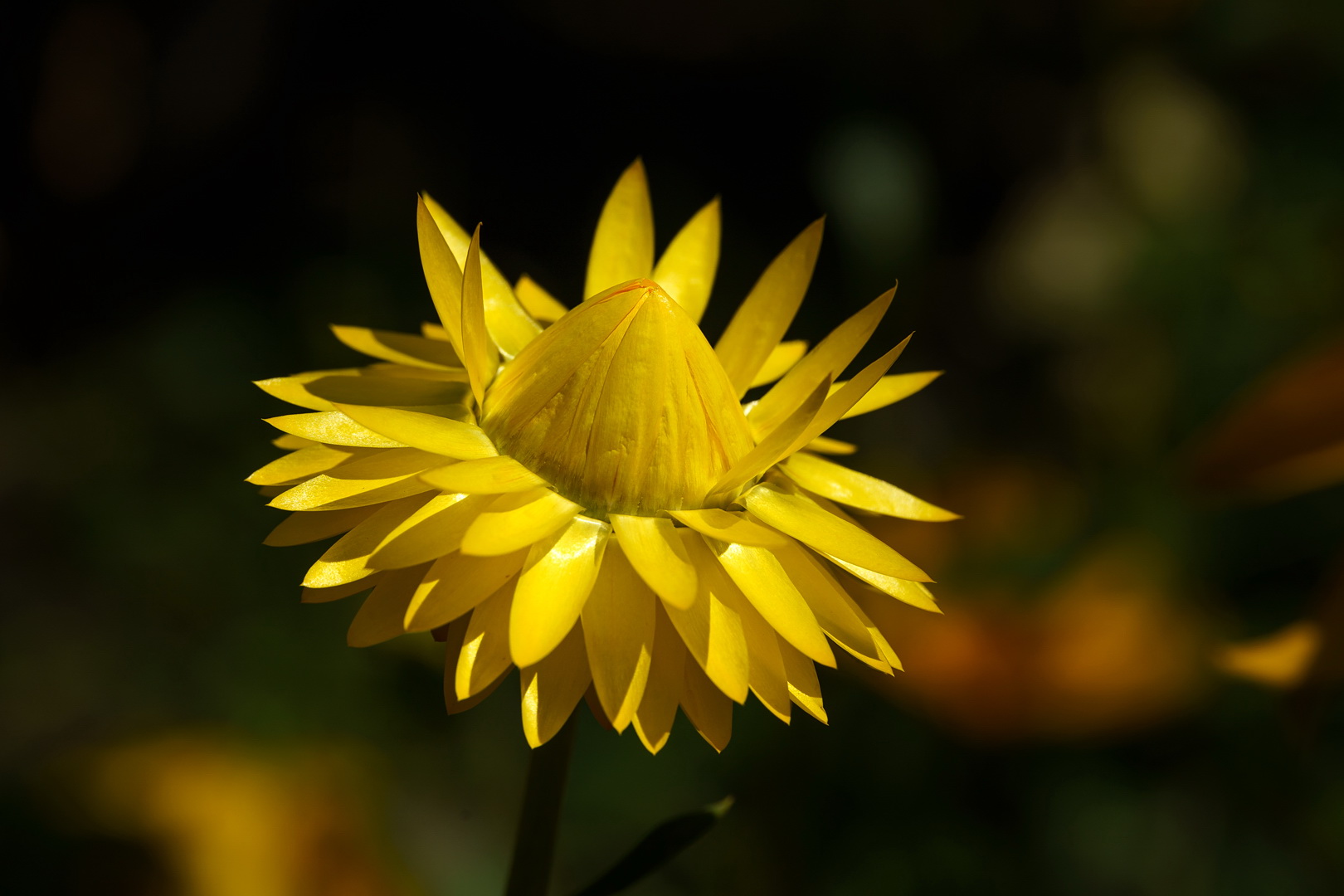 Garten Strohblume