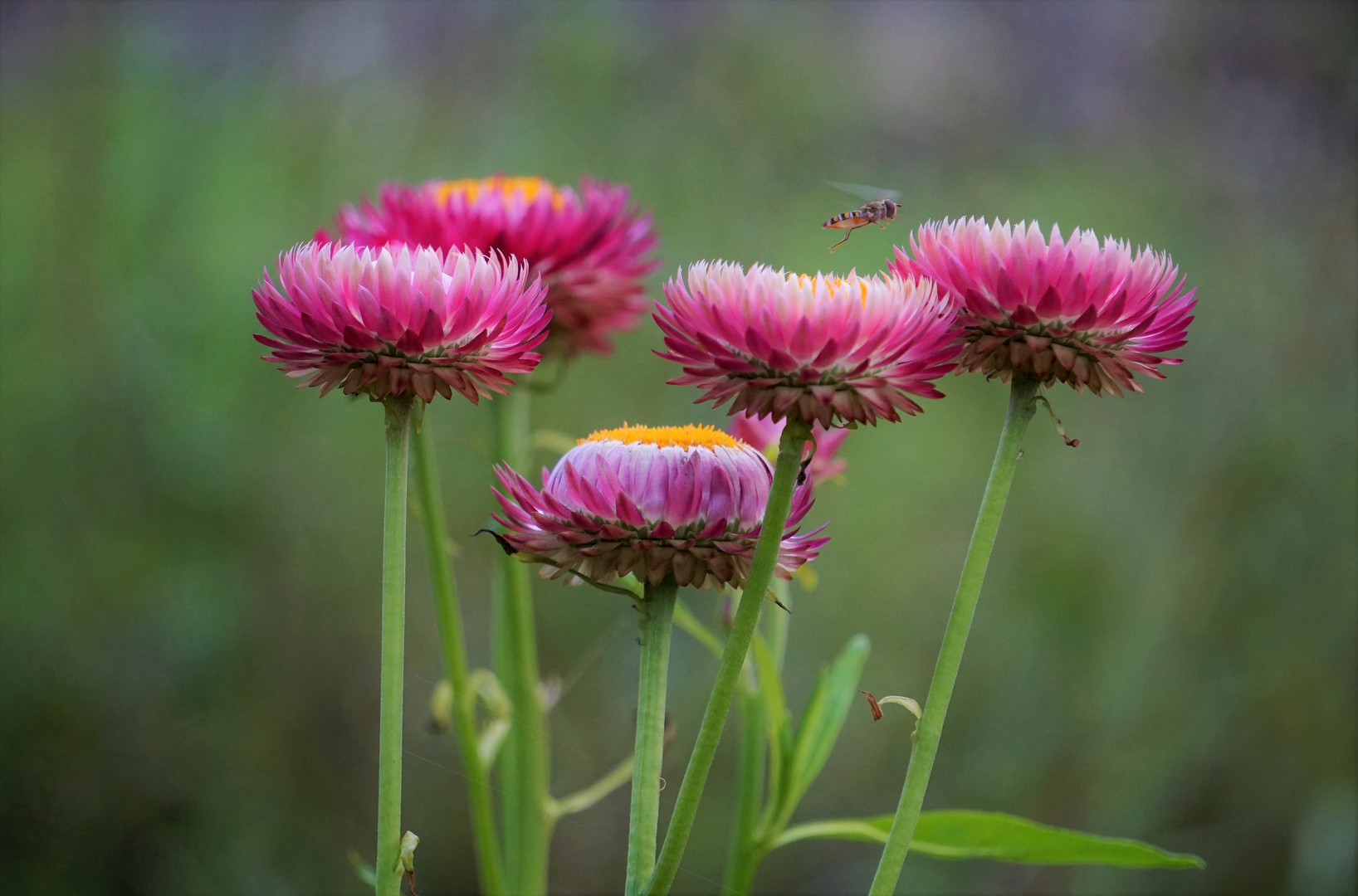 Garten Strohblume Foto &amp; Bild pflanzen, pilze