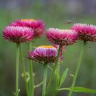 Garten - Strohblume