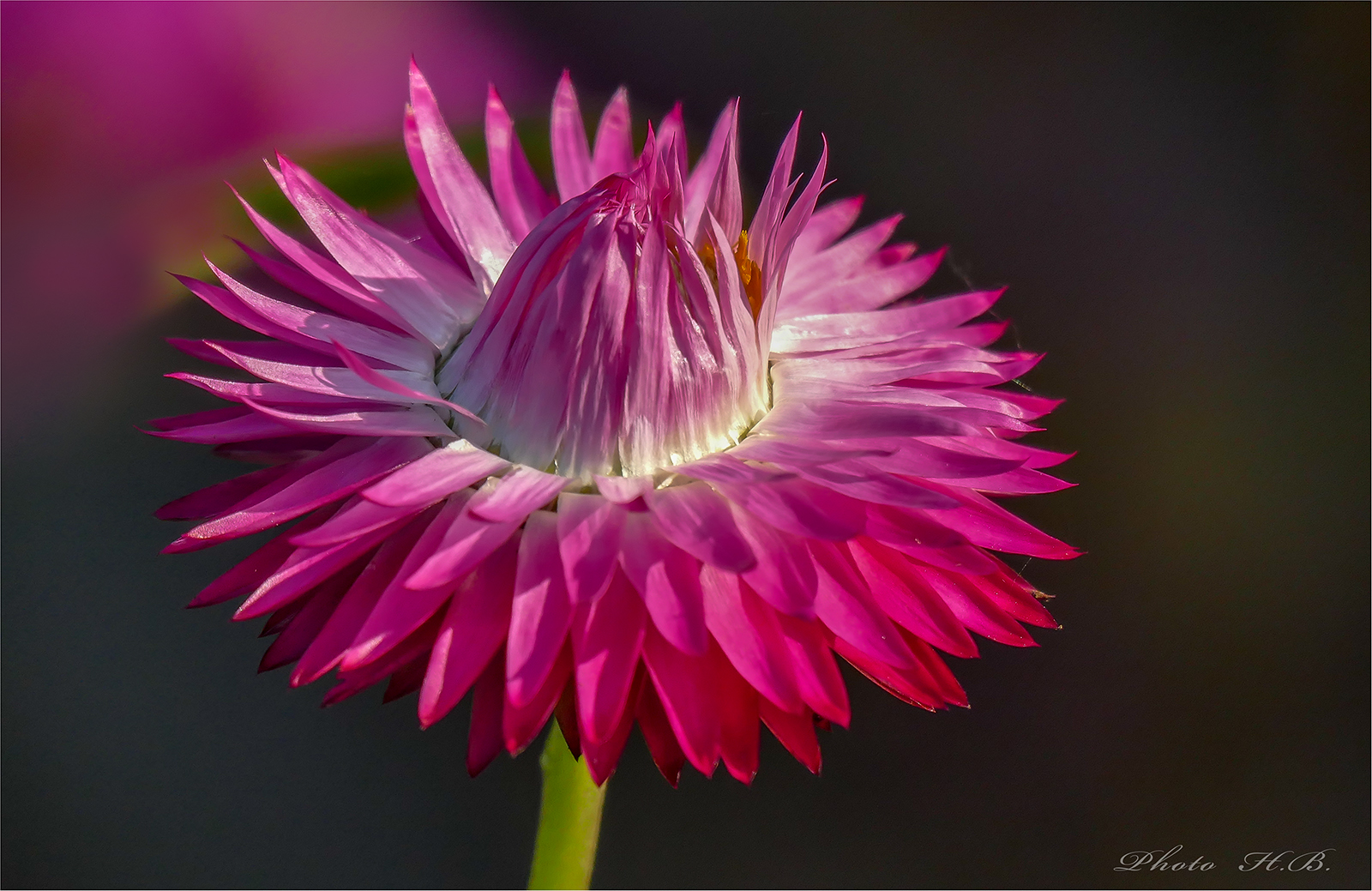 GartenStrohblume Foto & Bild pflanzen, pilze & flechten