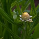 Garten-Strohblume (Helichrysum bracteatum)