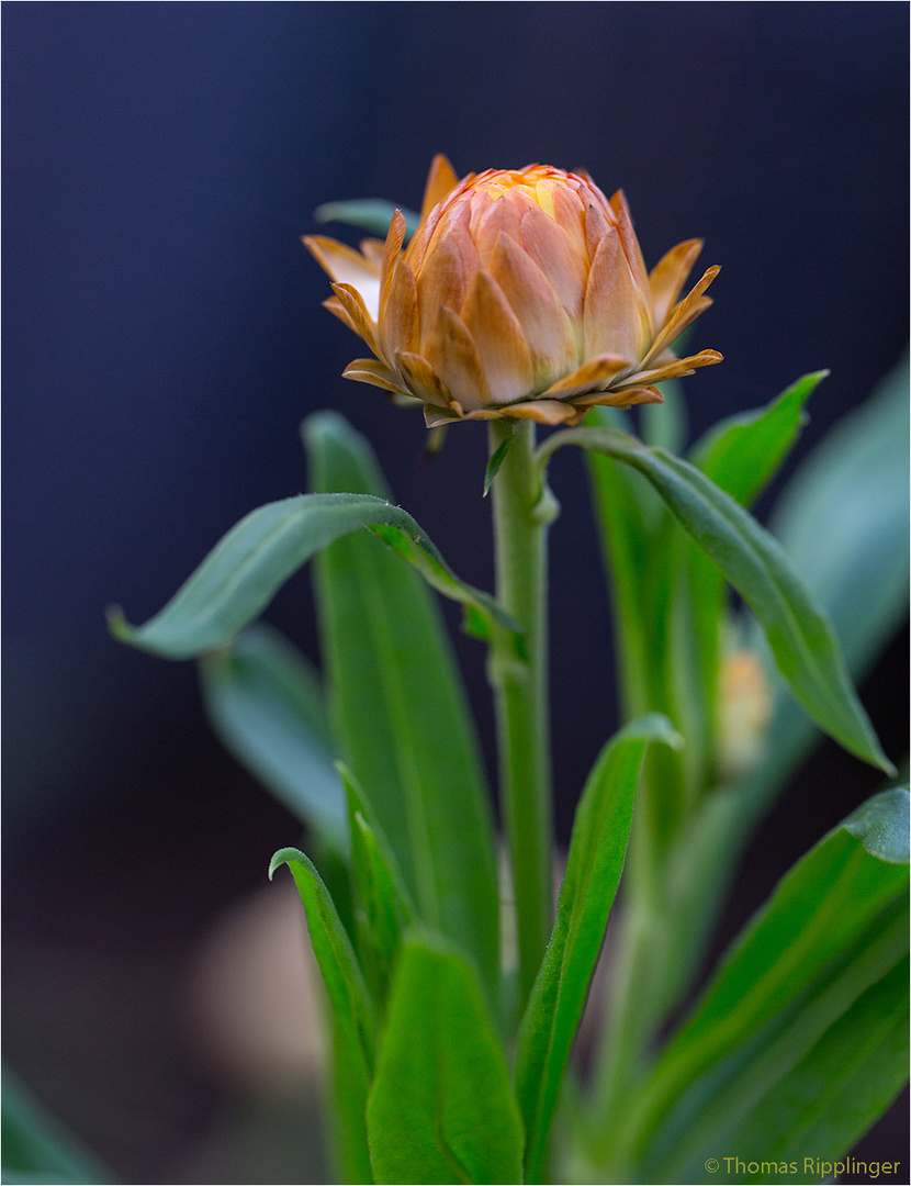 GartenStrohblume (Helichrysum bracteatum) Foto &amp; Bild