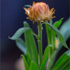 Garten-Strohblume (Helichrysum bracteatum)