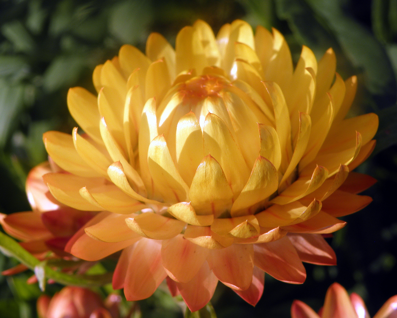 GartenStrohblume (Helichrysum bracteatum) Foto &amp; Bild