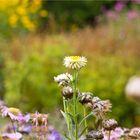 Garten-Strohblume (Helichrysum bracteatum)...