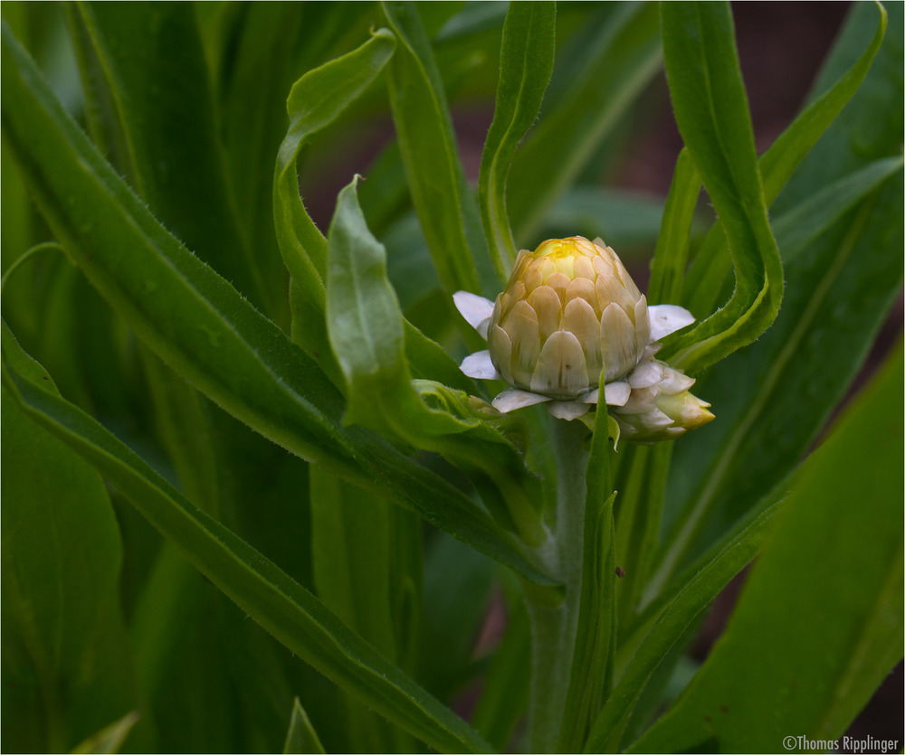 Garten-Strohblume (Helichrysum bracteatum)