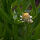 Garten-Strohblume (Helichrysum bracteatum).