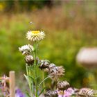 Garten-Strohblume (Helichrysum bracteatum)..