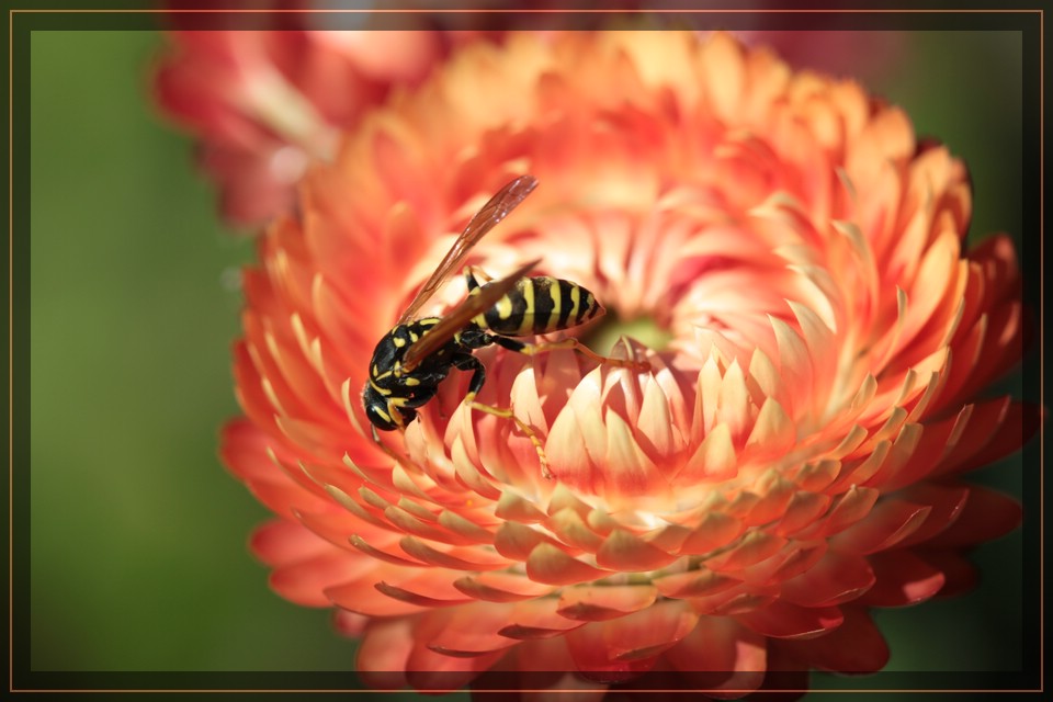 Garten-Strohblume und Wespe