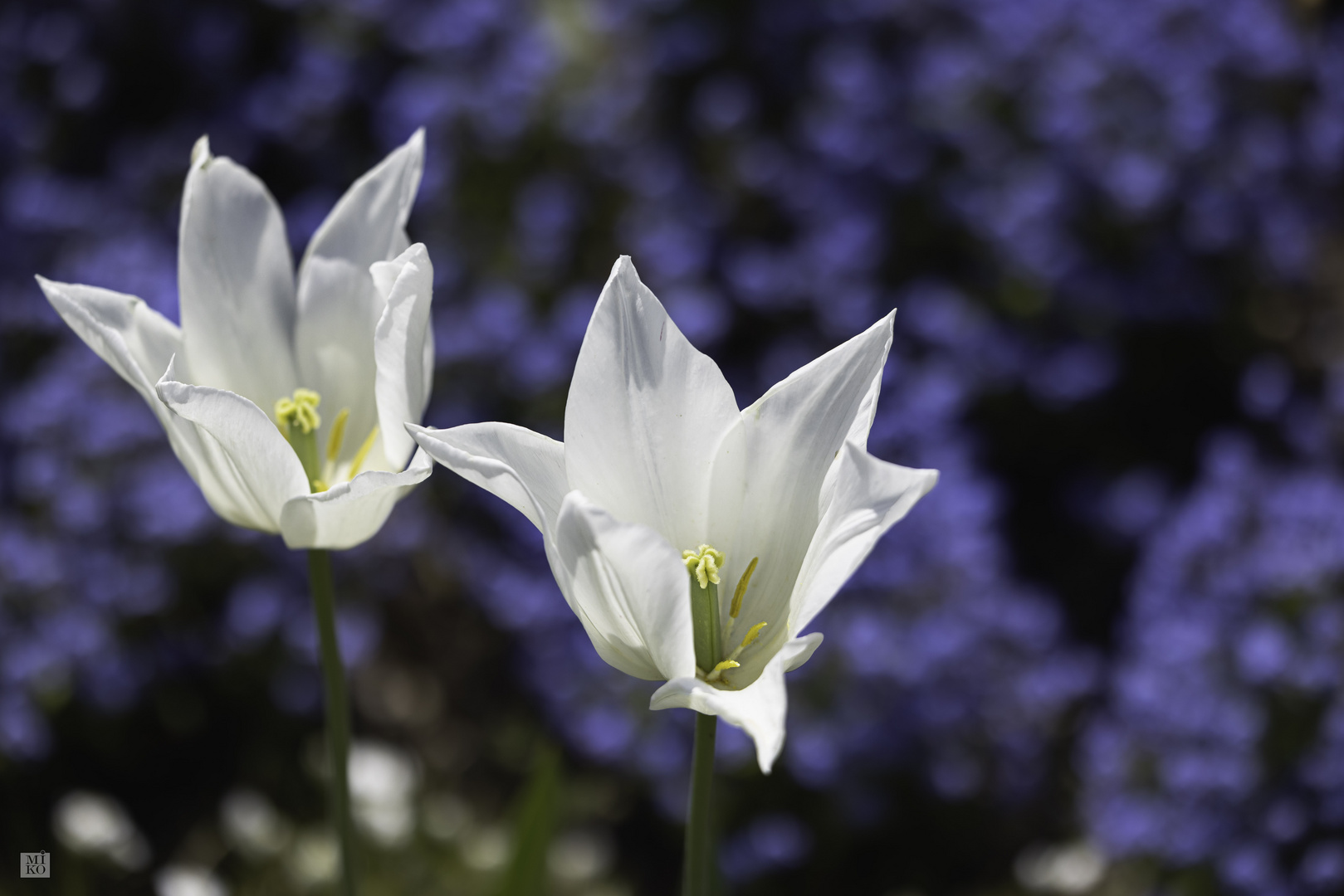 Garten-Tulpe