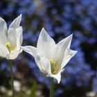 Garten-Tulpe