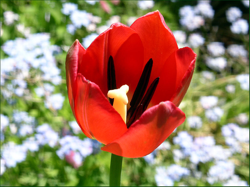 Garten-Tulpe vor Wildblumen