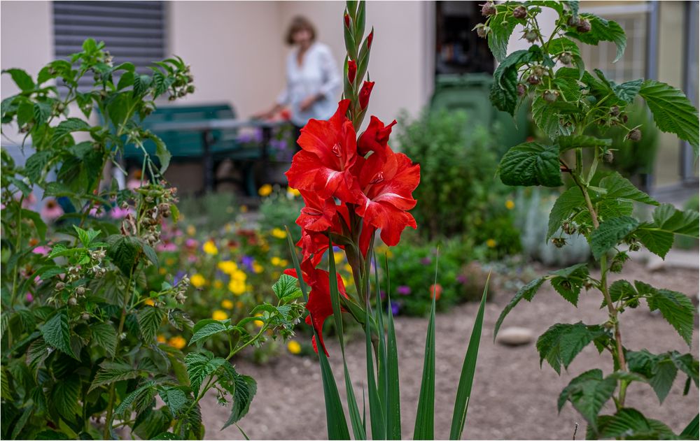 " GARTEN UND GLADIOLEN "