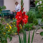 " GARTEN UND GLADIOLEN "