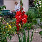 " GARTEN UND GLADIOLEN "