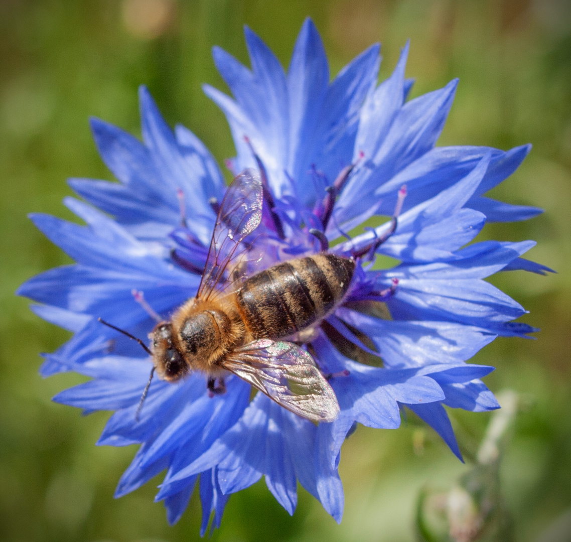 Garten und Natur