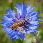 Garten und Natur