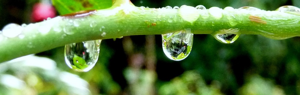 Garten verkehrt herum