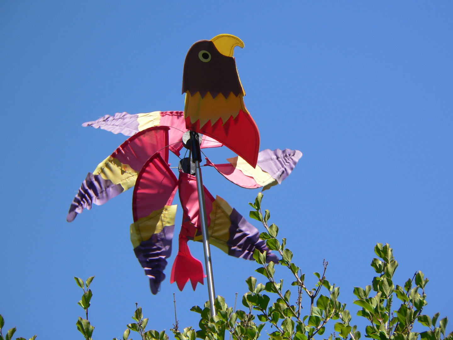 Garten-Vogel