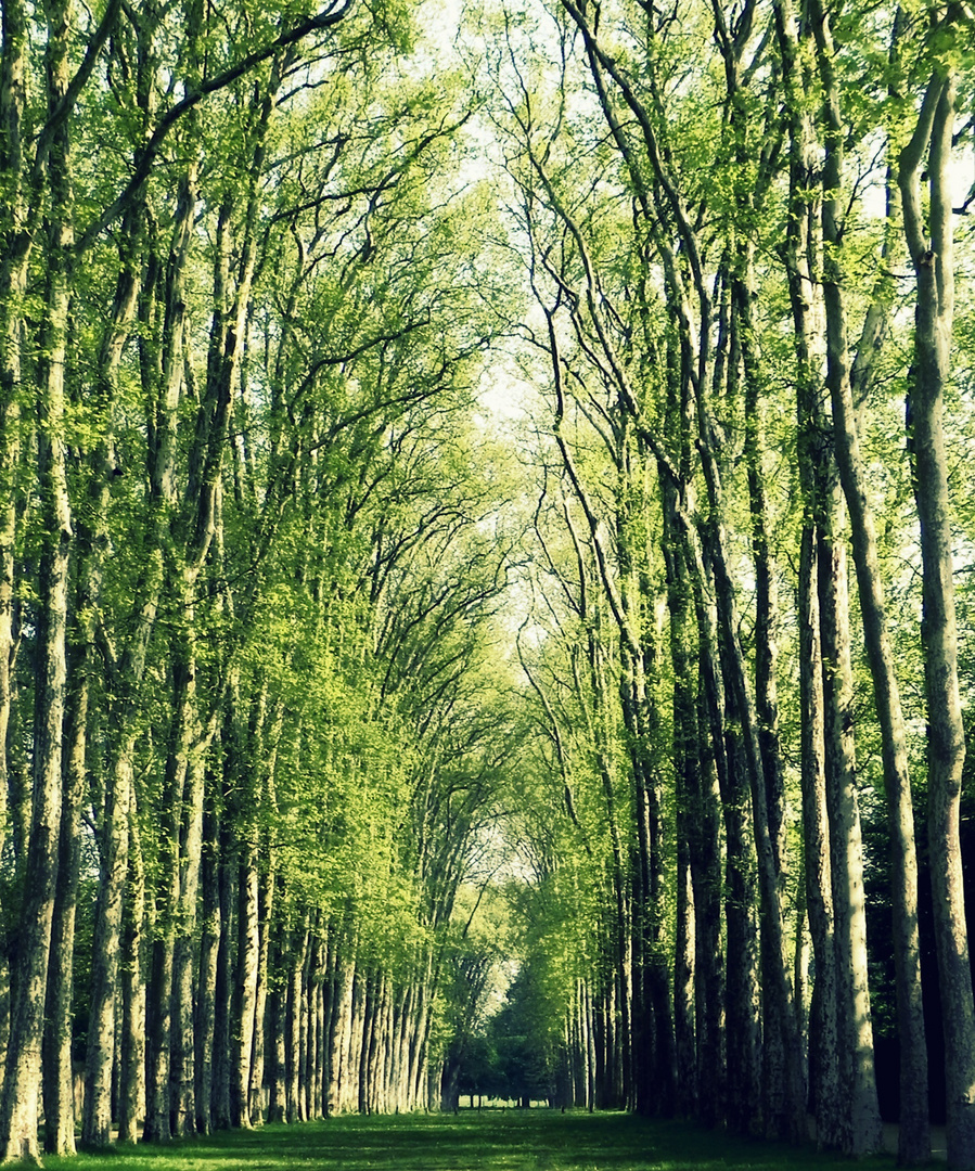 Garten von Versailles