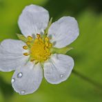 Garten-Walderdbeerblüte