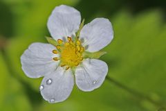 Garten-Walderdbeerblüte