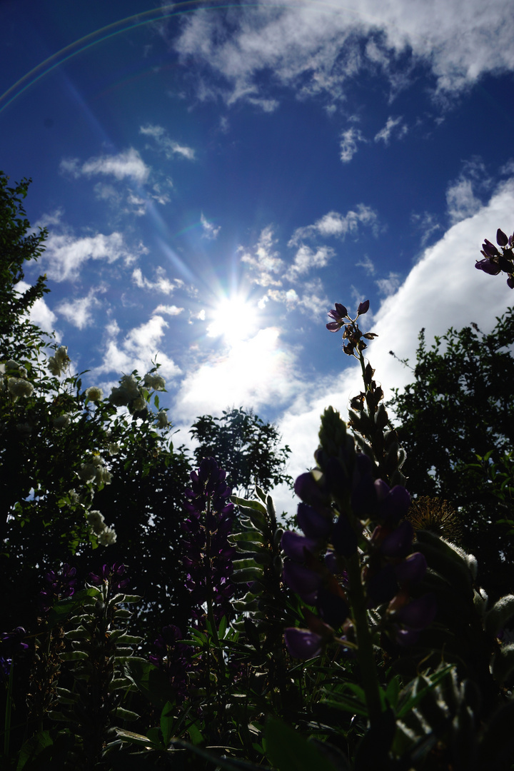 Garten wenn's am schönsten ist!