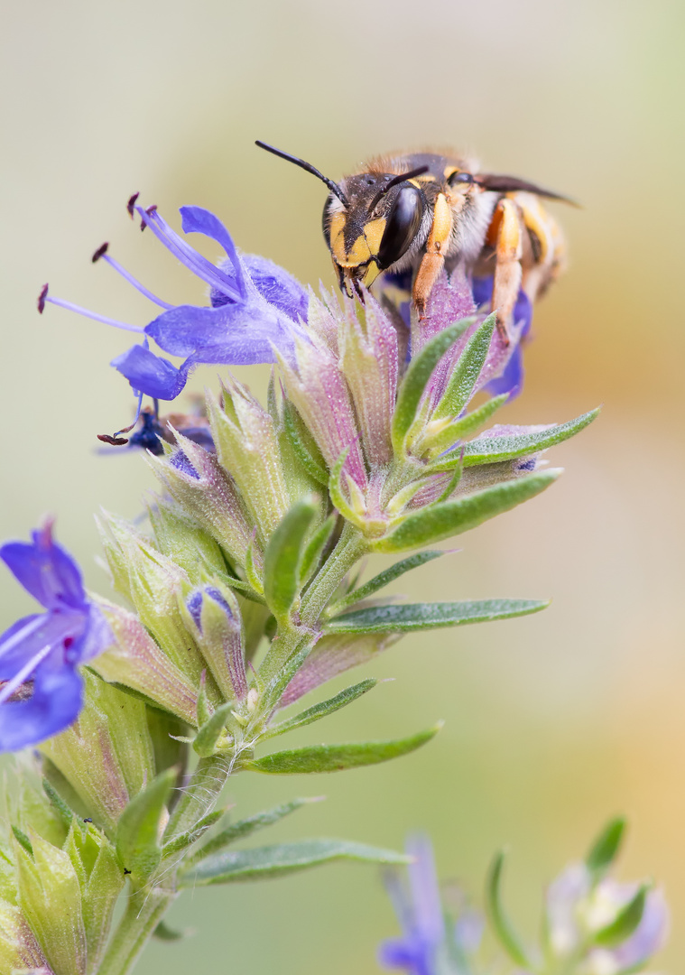 Garten-Wollbiene 2 (Anthidium manicatum)