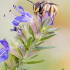 Garten-Wollbiene 2 (Anthidium manicatum)