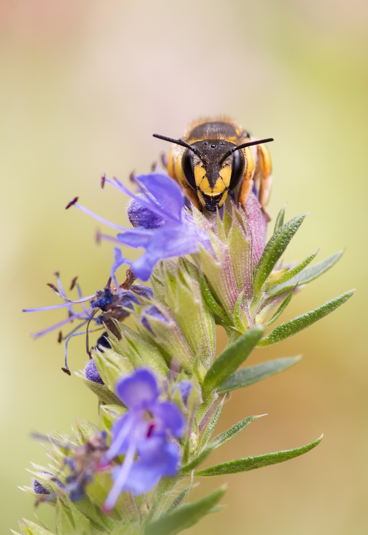 Garten-Wollbiene 3 (Anthidium manicatum)