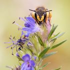 Garten-Wollbiene 3 (Anthidium manicatum)