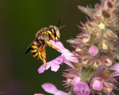 Garten Wollbiene