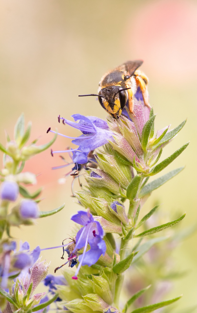 Garten-Wollbiene 4 (Anthidium manicatum)