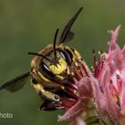 "Garten Wollbiene" 