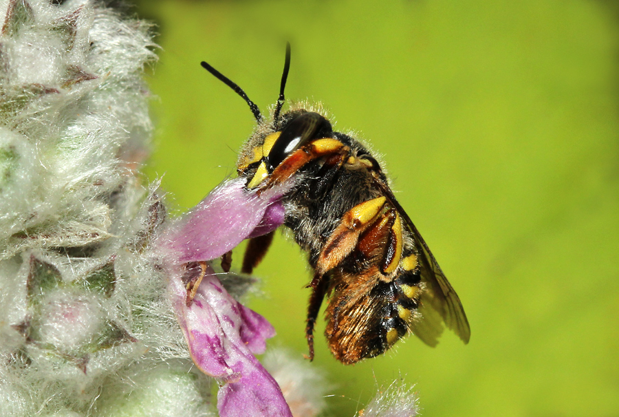 Garten-Wollbiene (Anthidium manicatum)