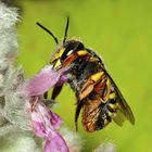 Garten-Wollbiene (Anthidium manicatum)