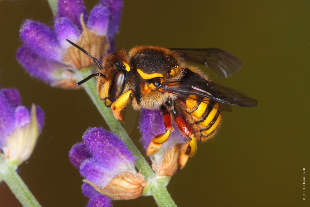  Garten-Wollbiene (Anthidium manicatum) Copyright Josef Limberger 