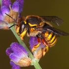  Garten-Wollbiene (Anthidium manicatum) Copyright Josef Limberger 