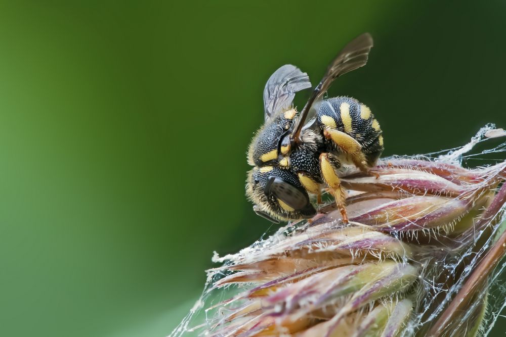 Garten-Wollbiene